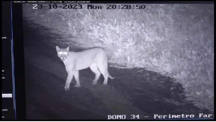 puma suelto