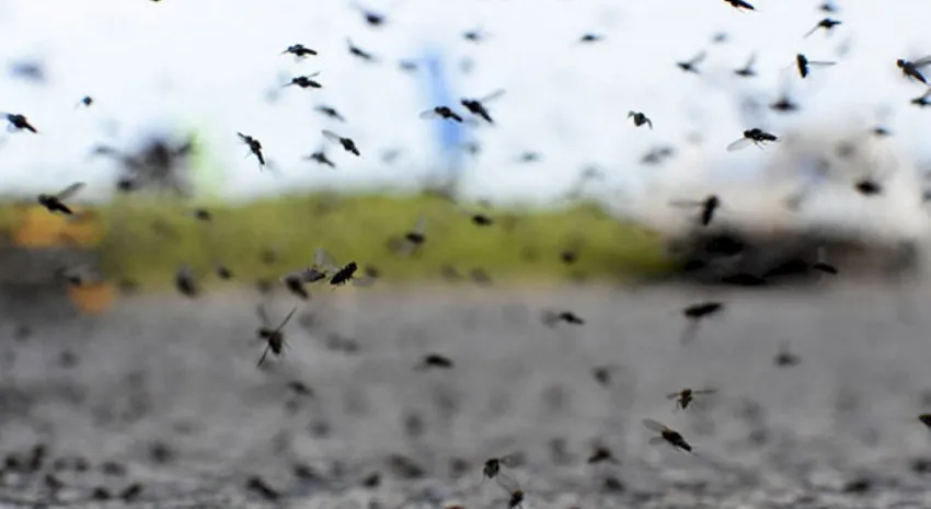 invasion de mosquitos en Buenos Aires